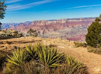Yucca Cactus and The Inner Canyon From Navajo Point, Grand Canyon National Park, Arizona, USA