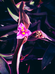 Arizona Purple Heart Spiderworts Flowers