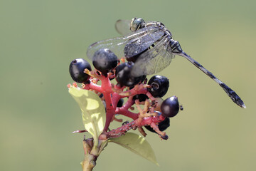 A green marsh hawk is resting on a wild grass flower. This insect has the scientific name Orthetrum...