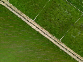 Aerial view of paddy field in Thailand..