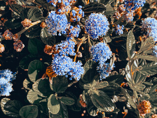 San Francisco Blueblossom Redroots Blue Flowers