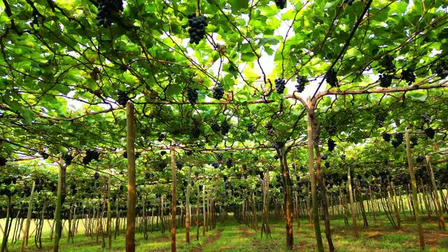 Flying slow inside a  black grapes vineyard with horizontal vines, Brasil  - Drone Shot.