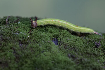 A common palmfly caterpillar iseating moss. This insect has the scientific name Elymnias hypermnestra agina.