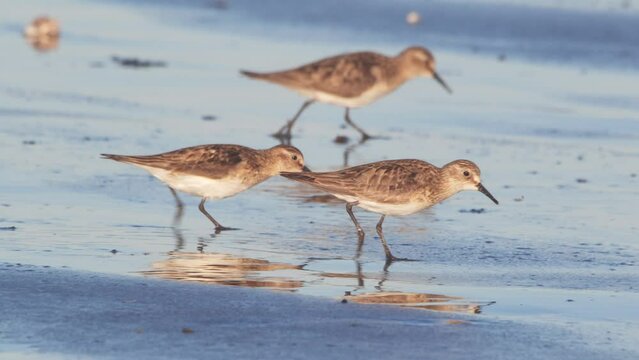 Small Flock of Sanderlings feeding for crustations on the beach at puerto madryn Argentina 