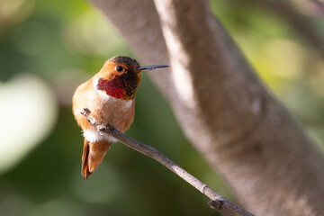 A male hummingbird during California winter 