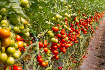 Greenhouse to grow tomatoes -   Tomatoes ripening on hanging stalk in greenhouse 