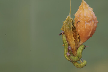Three common palmfly caterpillars are eating ripe balsam pear fruit. This insect has the scientific...