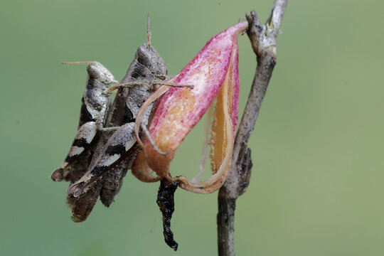A pair of grasshoppers are mating. This insect likes to eat fruit, flowers and young leaves.