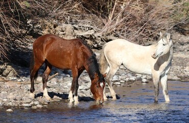 Arizona Salt River Wild Horse 