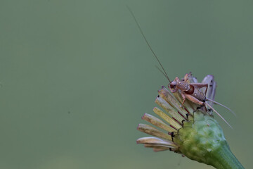 A cricket is eating a flower of a wild plant. This insect likes flowers, fruit and young leaves.
