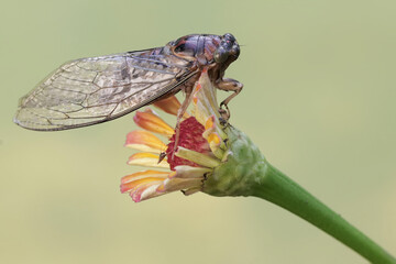 An evening cicada is looking for food in the flowers of plants that grow wild. This insect has the...