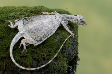 A flying dragon is hunting small insects on a rock covered with moss. This reptile has the...