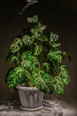 Gorgeous houseplant monstera adansonii in a pot.