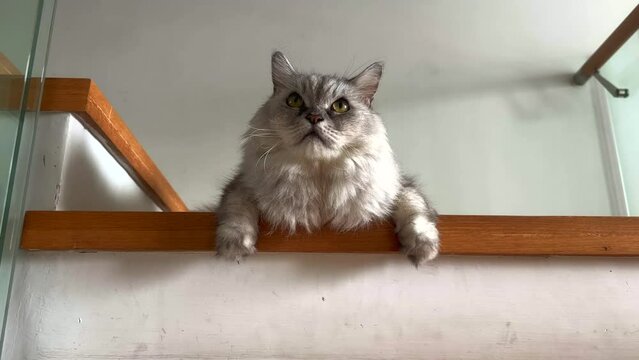 Large Persian cat lying on steps in a house. Fluffy grey and white Persian cat.