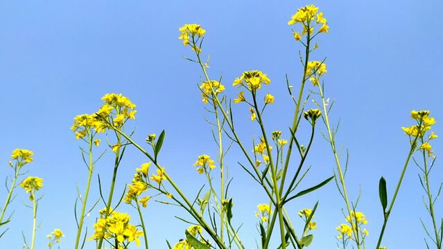 Mustard flower field yellow colors a lovely winter day with blue sky