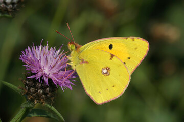 Closeup on the Clouded Yellow, Colias croceus, butterfly with closed wings on a purple knapweed flower