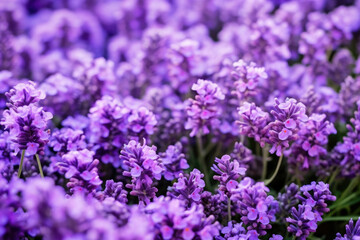 Violet blossom plant nature flower beauty floral purple summer blooming