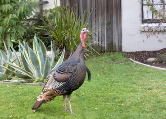 Close up on a wild turkey walking through a residential neighborhood, standing on lawn in front of home.