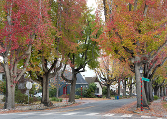 Tall Liquid ambar, commonly called sweetgum tree, or American Sweet gum tree, lining an older neighborhood in Northern California, Christmas decorations on light poles and trash cans out on street.