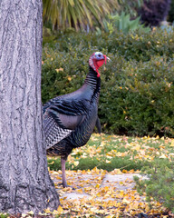 Close up on a wild turkey walking through a residential neighborhood, peeking out from behind a tree, walking on a sidewalk.