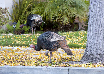 Wild turkeys walking through a residential neighborhood, sidewalk between turkeys.