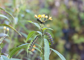 Three monarch butterfly caterpillars on milkweed flowers with the green leaves, infested with aphids
