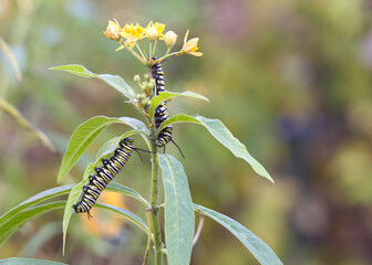 Two monarch butterfly caterpillars on milkweed flowers with the green leaves, infested with aphids