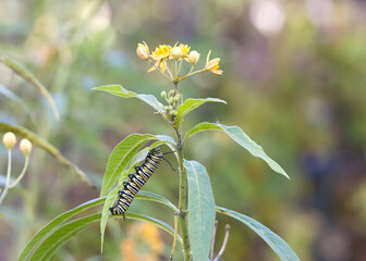 One monarch butterfly caterpillar on milkweed leaf with the green leaves