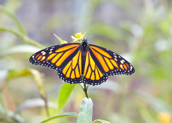 One female monarch butterfly on yellow milkweed flowers with wings wide open