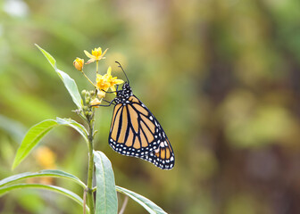 One female monarch butterfly on yellow milkweed flowers, profile view