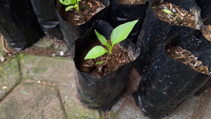 Chili plant seeds that are starting to produce small shoots in poly bags.