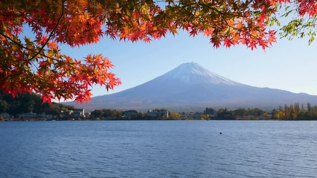 Bright colored leaves of maple trees growing at shores of Lake Kawaguchi at beautiful autumn season. Blurred Fuji mountain seen on background across water