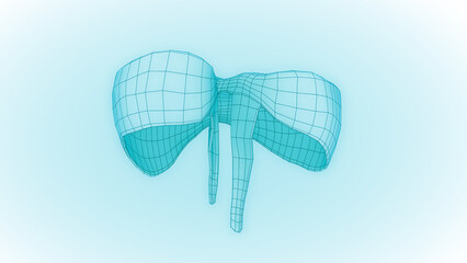 Human Diaphragm  wireframe mode 3D illustration