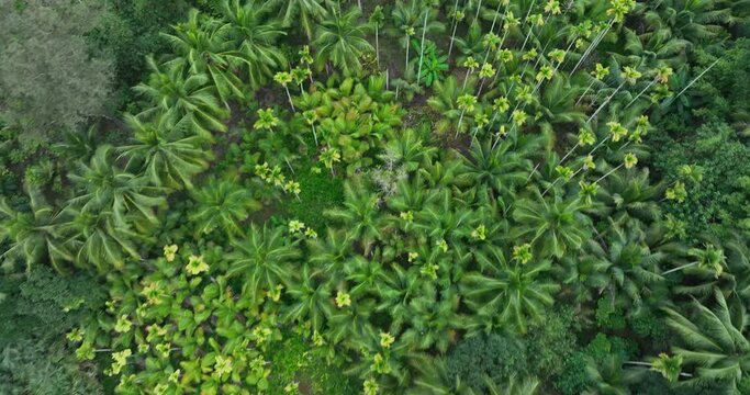 Aerial footage of areca palm and coconut trees in forest