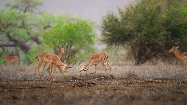 Male Impala Aepyceros melampus fighting or sparring Gonarezhou National Park Zimbabwe 01