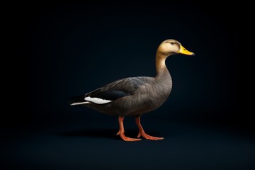 Close-up of a duck on a black background, showcasing a fantasy duck concept portrait with a cute mallard duck, creating a whimsical and delightful image.