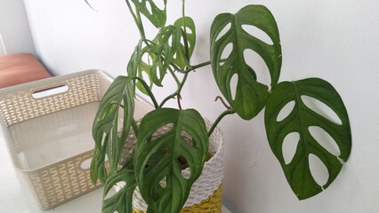 Photo of the perforated widow plant 
