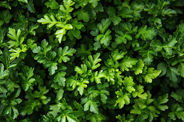 fresh green leaves background