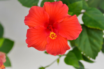 Chinese rose or Hibiscus or Hibiscus rosa sinensis or  Hibisceae or Malvaceae  , red hibiscus flower