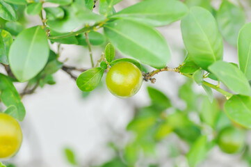 Citrus japonica Thunb or Kumquat , Kumquat plant or Cumquats or Citrus Japonica Thunb or RUTACEAE...