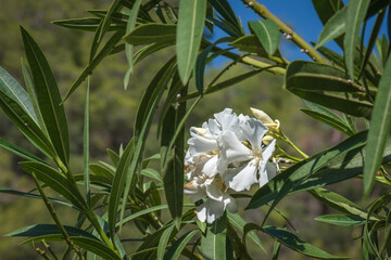 white oleander flower among the leaves