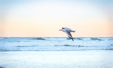 seagulls flying