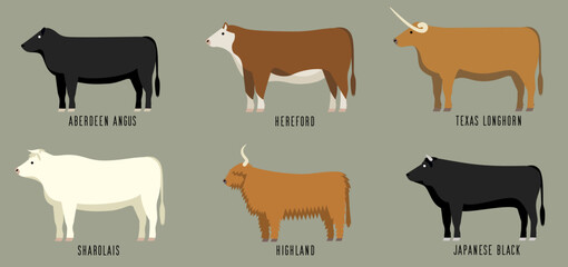 肉用牛6種のベクターイラスト
