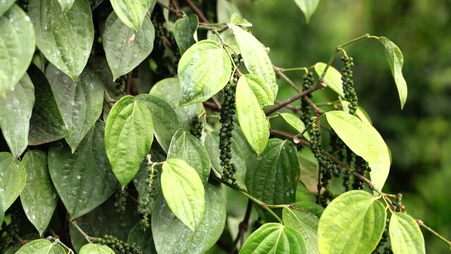 Black pepper plant ,closeup of Black pepper plant with green leaves.