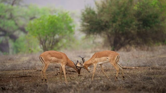 Male Impala Aepyceros melampus fighting or sparring Gonarezhou National Park Zimbabwe 03