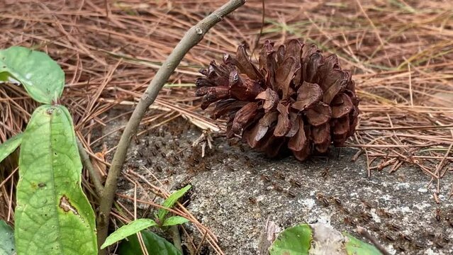 4k video footage of Worker termites walking in a row on a rock in a pine forest. Ants migrate from one place to another, usually due to seasonal changes. Concept for International Day of Forest.