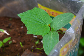 Close up of plants in a net pot in a hydroponic installation above a fish pond