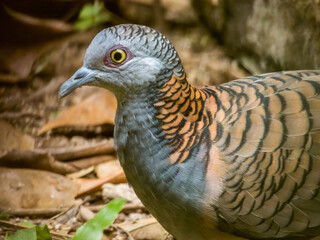 Bar-shouldered Dove in Queensland Australia