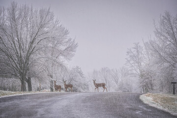 View of three deer walking on road of Midwestern suburb in blizzard; animals looking at camera