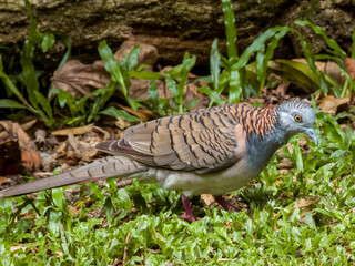 Bar-shouldered Dove in Queensland Australia